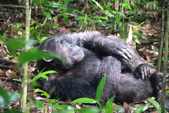 Uganda - Schimpansen im Kibale-Wald