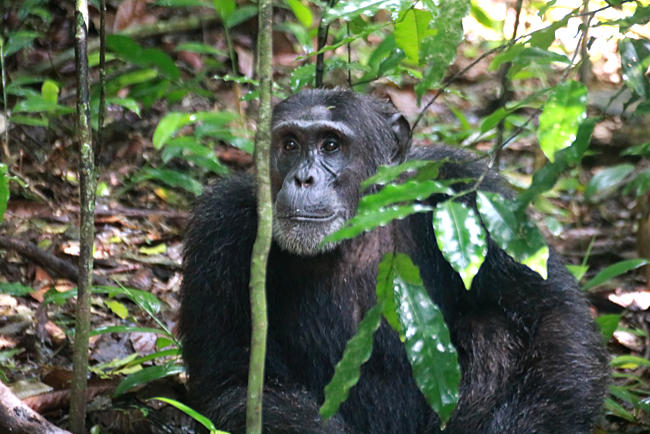 Uganda - Schimpansen im Kibale-Wald