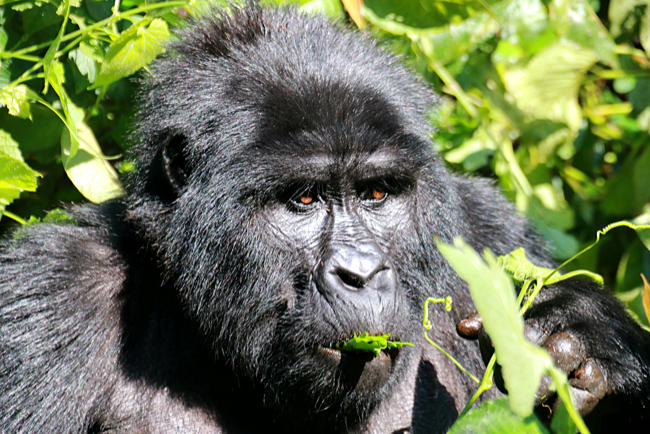 Uganda - Berggorillas im Bwindi Impenetrable Nationalpark