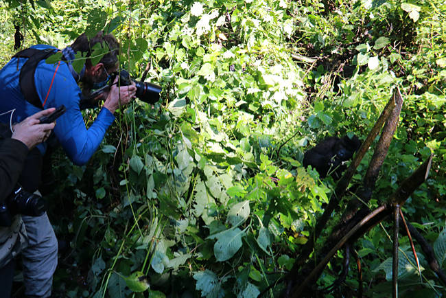 Uganda - Berggorillas im Bwindi Impenetrable Nationalpark