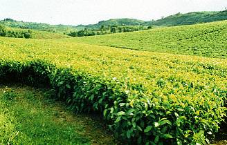 Uganda /Teeplantage
