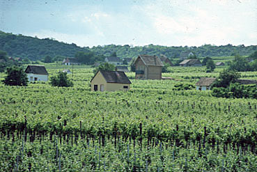 Ungarn Villány Weinfelder