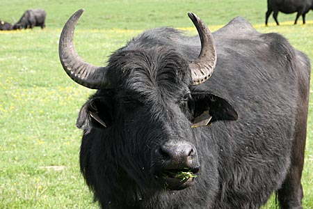 Ungarn - Wasserbüffel am Kleinen Balaton