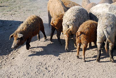 Ungarn - Theiß-See - Mangaliza-Schweine