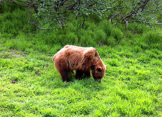 Alaska - Bär