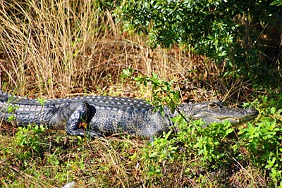 USA - Florida - Pinellas Halbinsel - Alligator