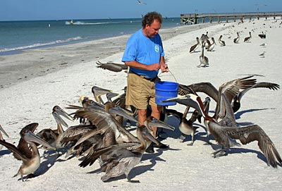 USA - Florida - Pinellas Halbinsel - Pelikane im Seabird Sanctuary