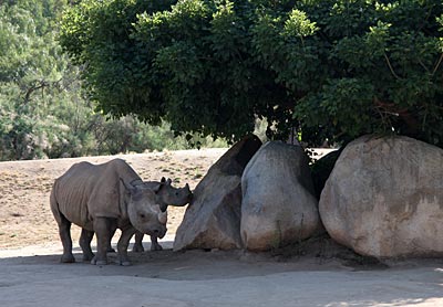 Afrika in Kalifornien – der Safaripark in San Diego