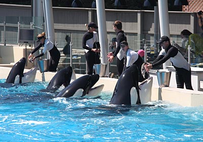 Attraktion in SeaWorld San Diego. Die Vorführungen der Orcas