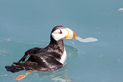 USA - Alaska - Stellersche Eiderente