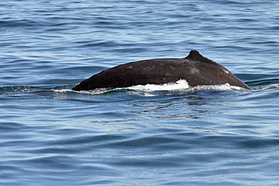 USA - Alaska - Buckelwal