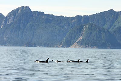 USA - Alaska - Killerwale