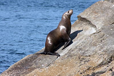 USA - Alaska - Stellerschen Seelöwen