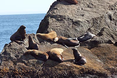 USA - Alaska - Stellerschen Seelöwen