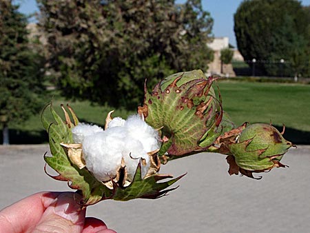 Dass Gold Mittelasiens – Baumwolle