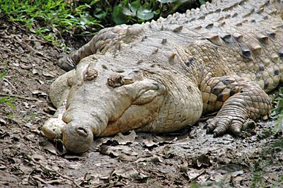 Venezuela - Krokodil - Joselo, der Zahnlose