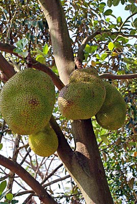 Vietnam - Brotfrucht