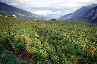 Schweiz / Wallis - Weinberge 2